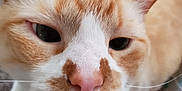 Cheese joined the competition — help win amazing prizes! aegean_cat, arabian_mau, asian, carnivore, cat, close_up, colorpoint_shorthair, eye, fawn, felidae, german_rex, mammal, nose, singapura, skin, small_to_medium_sized_cats, snout, turkish_van, vertebrate, whiskers