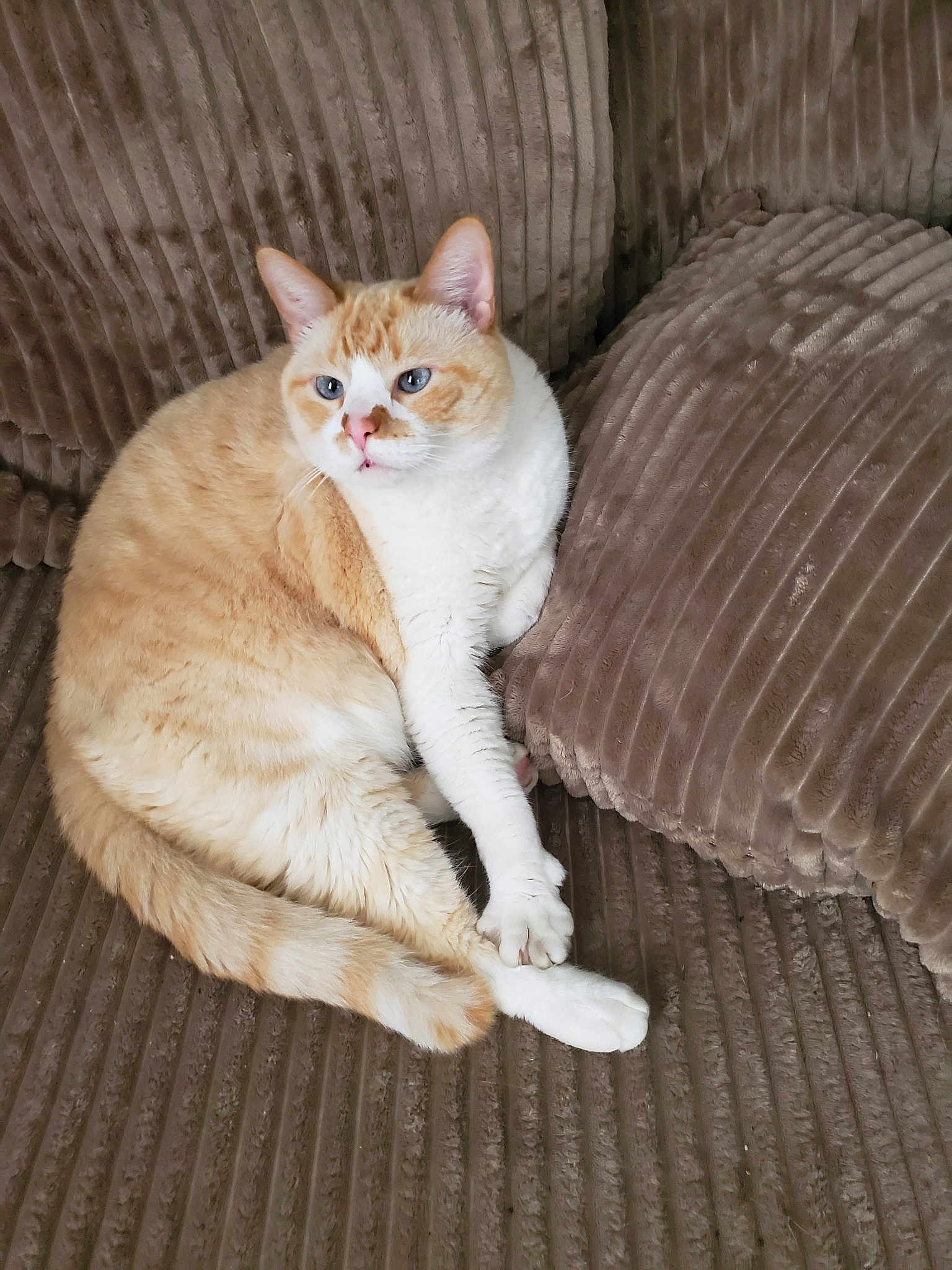 Cheese is registered to the contest to win money with this photo: aegean_cat, american_wirehair, arabian_mau, asian, carnivore, cat, domestic_short_haired_cat, european_shorthair, fawn, felidae, fur, kitten, mammal, polydactyl_cat, small_to_medium_sized_cats, tabby_cat, tail, turkish_van, whiskers, wood