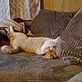 Cheese is registered to the contest to win money with this photo: cat, fawn, felidae, room, small_to_medium_sized_cats, tail, wood
