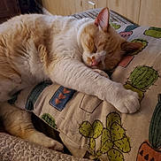 Cheese joined the competition — help win amazing prizes! aegean_cat, arabian_mau, asian, australian_mist, carnivore, cat, claw, colorpoint_shorthair, domestic_short_haired_cat, european_shorthair, fawn, felidae, fur, kitten, nap, paw, sleep, small_to_medium_sized_cats, tail, whiskers