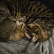 Gremlins participe au concours pour gagner de l'argent avec cette photo : cat, tabby_cat, sleeping, snuggling, blanket, cozy, fur, pet, animal, resting, indoor, soft, couch, closeup, two_animals, friendship, comfort, domestic_cat, mammal, relaxation