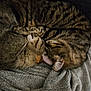 cat, tabby_cat, sleeping, snuggling, blanket, cozy, fur, pet, animal, resting, indoor, soft, couch, closeup, two_animals, friendship, comfort, domestic_cat, mammal, relaxation