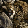 Gremlins a rejoint le concours — aidez-le/la à gagner de superbes lots ! cat, tabby, feline, snuggling, cozy, blanket, fur, sleepy, resting, pets, animal, soft, domestic, whiskers, cute, relaxing, companion, indoor, warm, comfort