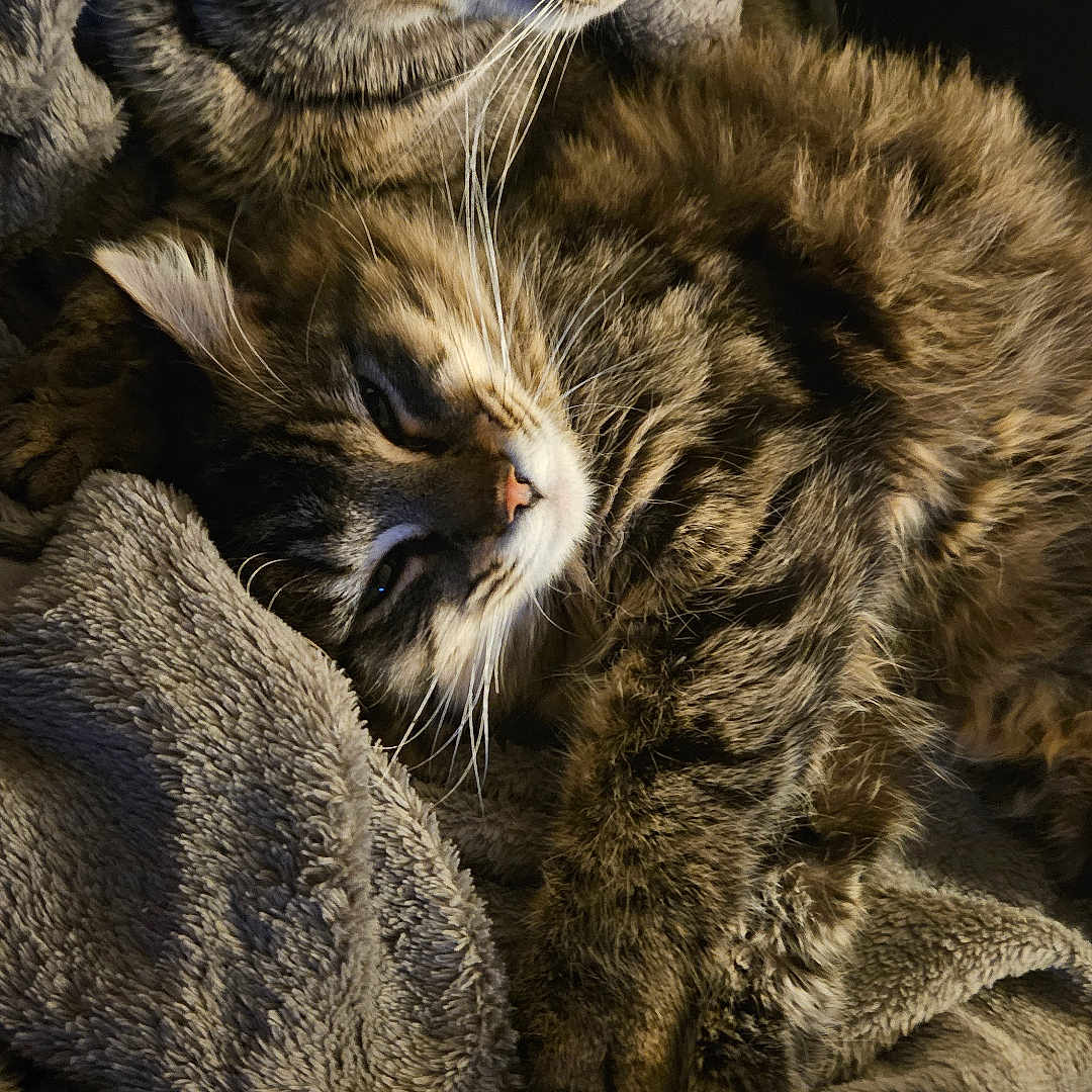 Gremlins a rejoint le concours — aidez-le/la à gagner de superbes lots ! animal, blanket, cat, comfort, companion, cozy, cute, domestic, feline, fur, indoor, pets, relaxing, resting, sleepy, snuggling, soft, tabby, warm, whiskers