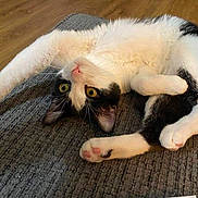 Stinky Oww is registered to the contest to win money with this photo: cat, black_and_white, stretching, carpet, floor, indoor, pet, feline, curious, yellow_eyes, whiskers, paws, relaxed, cozy, domestic, animal, cute, playful, fur, home