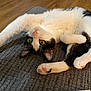 cat, black_and_white, stretching, carpet, floor, indoor, pet, feline, curious, yellow_eyes, whiskers, paws, relaxed, cozy, domestic, animal, cute, playful, fur, home