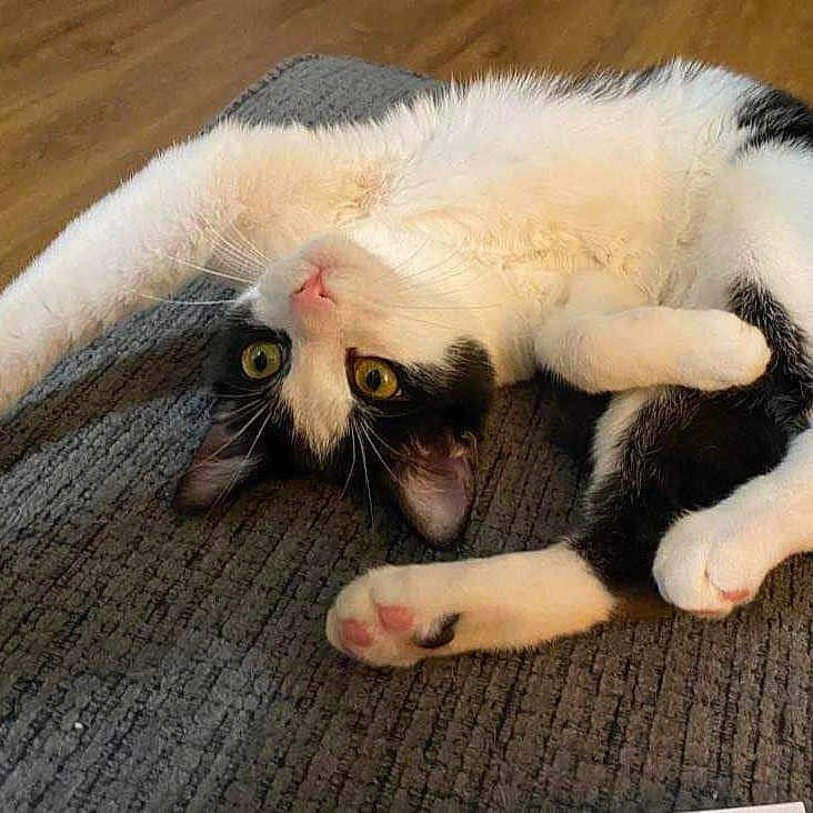 Stinky Oww is registered to the contest to win money with this photo: animal, black_and_white, carpet, cat, cozy, curious, cute, domestic, feline, floor, fur, home, indoor, paws, pet, playful, relaxed, stretching, whiskers, yellow_eyes