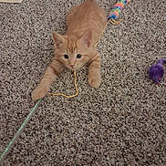 Oliver is registered to the contest to win money with this photo: animal, carpet, cat_toy, close_up, colorful_wand, curious, cute, ears, feline, floor, indoor, kitten, orange_cat, paw, pet, playful, purple_mouse_toy, stretching, whiskers, young_cat
