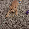 animal, carpet, cat_toy, close_up, colorful_wand, curious, cute, ears, feline, floor, indoor, kitten, orange_cat, paw, pet, playful, purple_mouse_toy, stretching, whiskers, young_cat