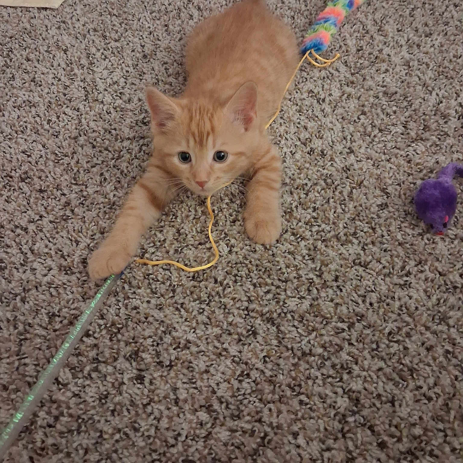 Oliver
