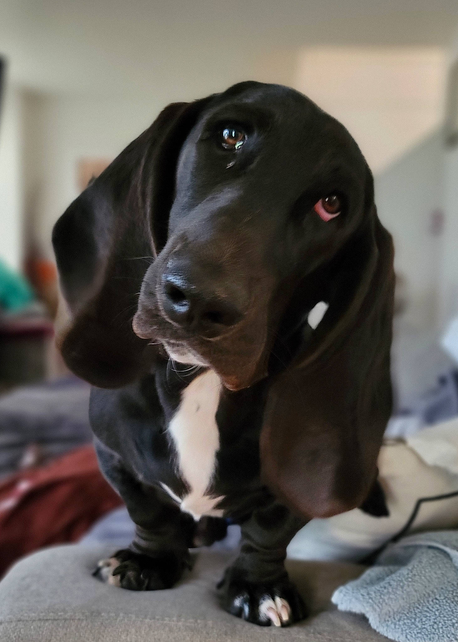 Louie joined the competition — help win amazing prizes! borador, canidae, carnivore, collar, companion_dog, dog, dog_breed, dog_collar, fawn, fur, gun_dog, hunting_dog, liver, non_sporting_group, snout, sporting_group, terrestrial_animal, toy, whiskers, working_animal