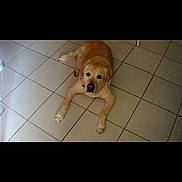 Balouu a rejoint le concours — aidez-le/la à gagner de superbes lots ! dog, golden_retriever, labrador, pet, animal, floor, tile_floor, indoor, looking_up, lying_down, curious, canine, mammal, domestic_animal, companion, fur, paws, ears, nose, mouth
