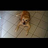 dog, golden_retriever, labrador, pet, animal, floor, tile_floor, indoor, looking_up, lying_down, curious, canine, mammal, domestic_animal, companion, fur, paws, ears, nose, mouth