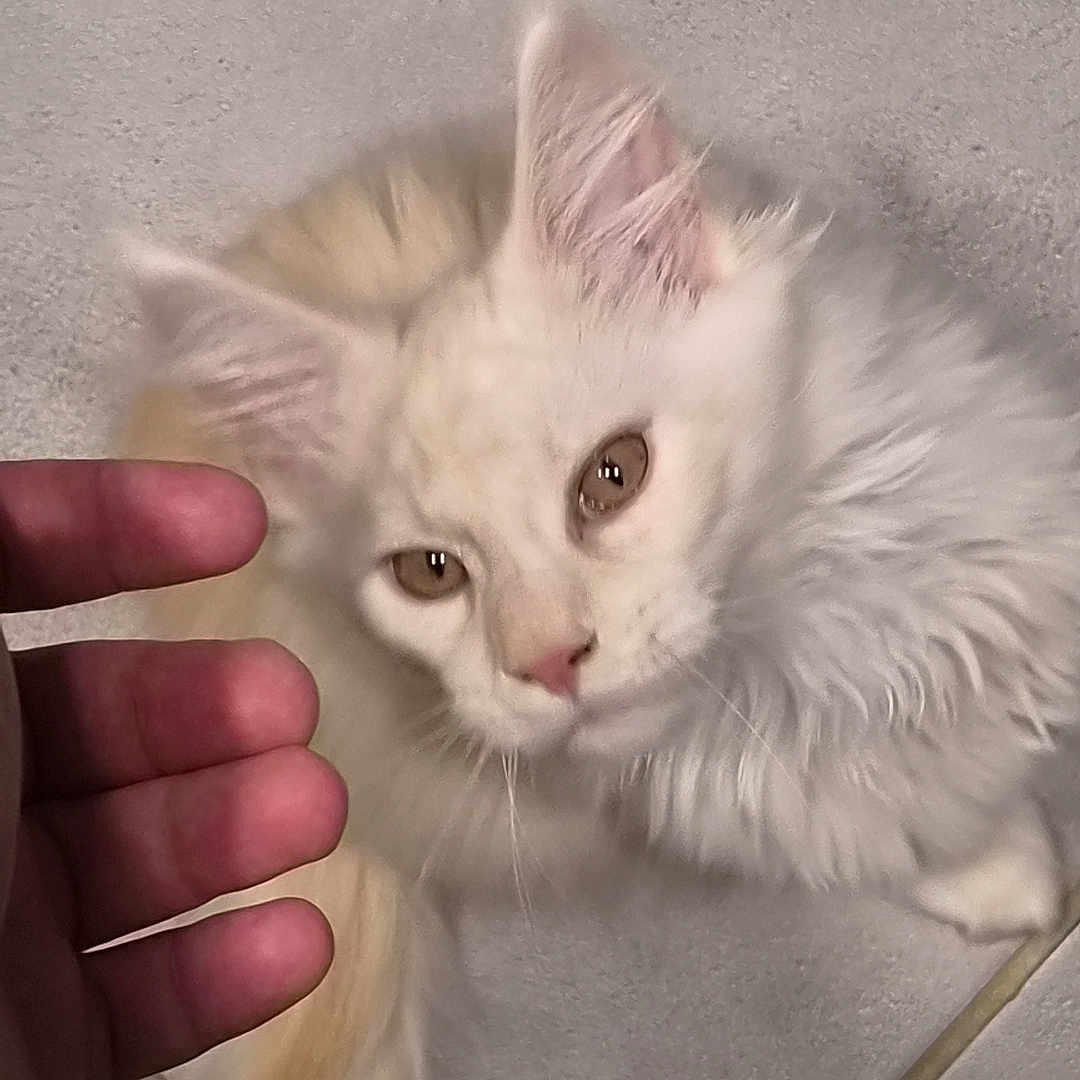 Balou a rejoint le concours — aidez-le/la à gagner de superbes lots ! cat, fluffy, cream_colored, pet, animal, feline, curious, looking_up, hand, human_hand, floor, tile_floor, indoor, close_up, whiskers, ears, tail, cute, domestic_animal, soft_fur