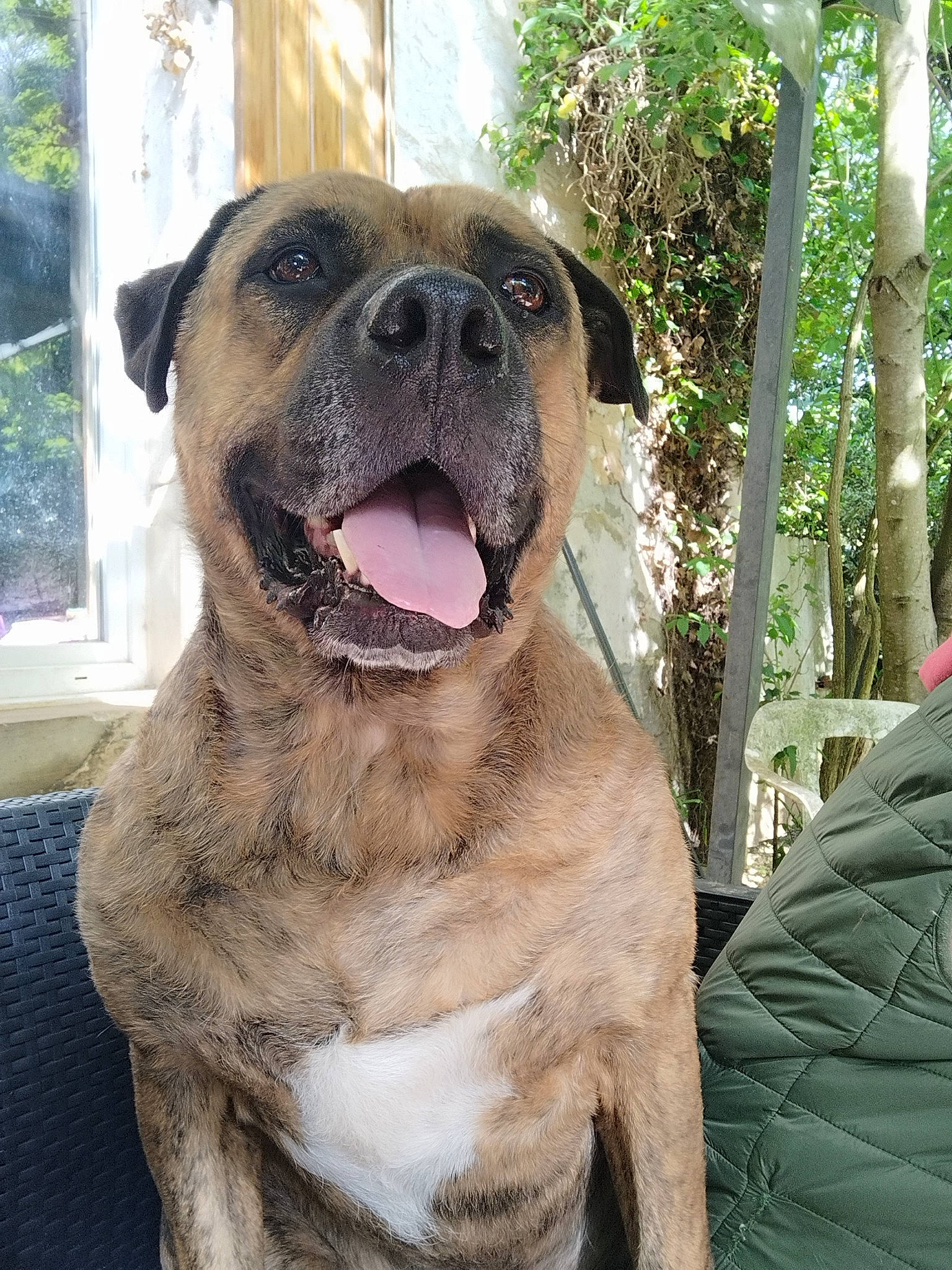 Doudoune participe au concours pour gagner de l'argent avec cette photo : canidae, carnivore, collar, companion_dog, dog, dog_breed, dog_collar, fawn, giant_dog_breed, liver, plant, snout, sporting_group, terrestrial_animal, tree, whiskers, window, working_animal, working_dog, wrinkle