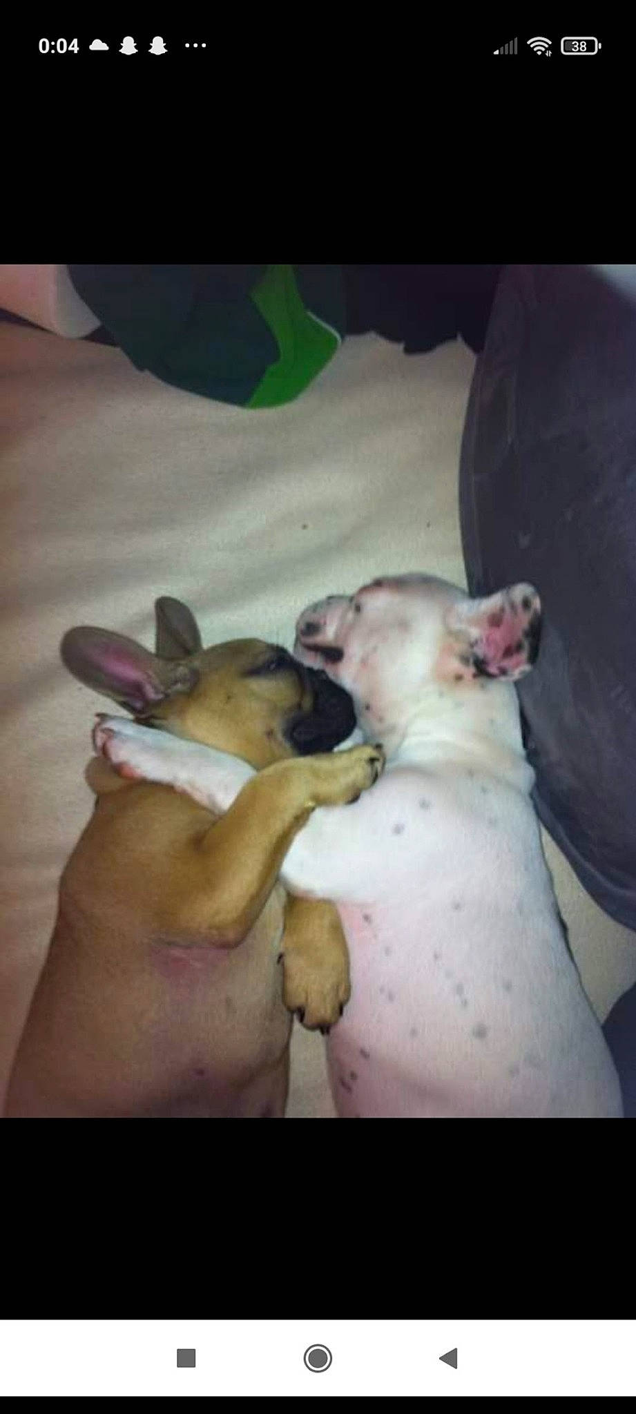 Guigui a rejoint le concours — aidez-le/la à gagner de superbes lots ! bull_terrier, canidae, carnivore, comfort, companion_dog, corgi_chihuahua, darkness, dog, dog_breed, fawn, flesh, livestock, non_sporting_group, paw, sporting_group, tail, terrestrial_animal, toy_dog, whiskers, working_animal