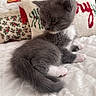 kitten, cat, gray_fur, white_paws, bed, blanket, pillow, holiday, decor, indoor, cute, pet, animal, feline, resting, small, young, fur, cozy, curious