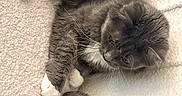 Neymar is registered to the contest to win money with this photo: cat, kitten, animal, pet, feline, gray_cat, fluffy, cute, small_kitten, soft_blanket, cozy, paw, whiskers, resting, indoor, closeup, adorable, sleeping_kitten, bonding, mammal
