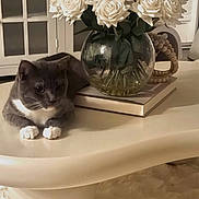 Neymar joined the competition — help win amazing prizes! cat, gray_cat, white_paws, flower_vase, white_roses, glass_vase, table, indoor, decor, book, furniture, cozy, pet, relaxed, still_life, home, living_room, soft_light, floral_arrangement, resting_cat