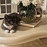 cat, gray_cat, white_paws, flower_vase, white_roses, glass_vase, table, indoor, decor, book, furniture, cozy, pet, relaxed, still_life, home, living_room, soft_light, floral_arrangement, resting_cat