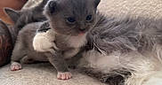 Neymar is registered to the contest to win money with this photo: animal, cat, close_up, cozy, curious, cute, ear, feline, floor, fluffy_cat, grey_fur, indoor, kitten, person, pet, pink_tongue, resting, soft, tattoo, white_paws