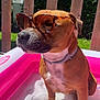 animal, backyard, brown_fur, canine, collar, cool, cute, dog, outdoor, pet, plastic_pool, playful, pool, relaxing, shade, summer, sunglasses, sunlight, sunny_day, water