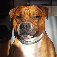Romy a rejoint le concours — aidez-le/la à gagner de superbes lots ! brown_dog, calm, chair, close_up, collar, dog, domestic_animal, expression, fur, furniture, home, indoor, modern_interior, pet, portrait, relaxed, shadow, sitting, sunlight, wooden_table