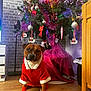 Romy participe au concours pour gagner de l'argent avec cette photo : brick_wall, celebration, christmas, christmas_tree, cute, decorations, dog, festive, floor, furniture, holiday, indoor, lights, ornaments, pet, red_clothing, seasonal, socks, tree_skirt, wooden_floor