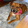 Romy participe au concours pour gagner de l'argent avec cette photo : animal, bandana, brown_dog, canine, companion, cozy, cute, dog, domestic_animal, floor, fluffy_rug, fur, indoor, looking_up, lying_down, pet, portrait, relaxed, rug, wooden_floor