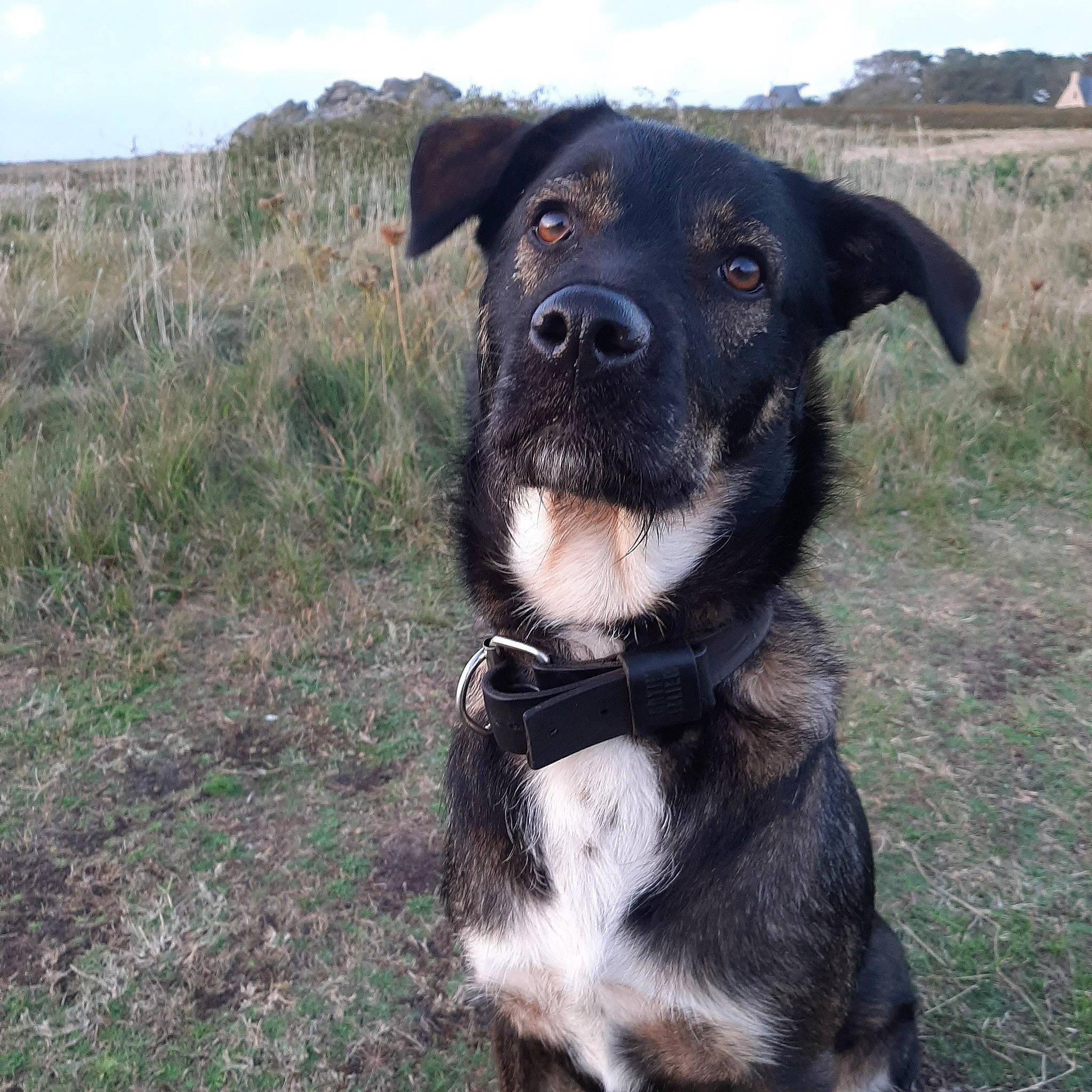 Oana participe au concours pour gagner de l'argent avec cette photo : borador, border_collie, canidae, carnivore, dog, dog_breed, english_shepherd, huntaway, hunting_dog, mammal, patterdale_terrier, rare_breed_dog, snout, sporting_group, stabyhoun, vertebrate