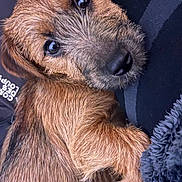 Oslo participe au concours pour gagner de l'argent avec cette photo : puppy, dog, brown_fur, cute, close_up, pet, animal, cuddling, cozy, blanket, fur, snuggly, indoors, soft_texture, sleepy, companion, adorable, portrait, young_dog, relaxed