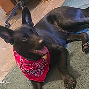 Hhg is registered to the contest to win money with this photo: dog, black_dog, bandana, red_bandana, pet, indoor, carpet, floor, tile_floor, animal, canine, paw, ears, tongue, relaxed, happy, home, furniture, resting, cute