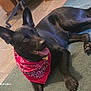 dog, black_dog, bandana, red_bandana, pet, indoor, carpet, floor, tile_floor, animal, canine, paw, ears, tongue, relaxed, happy, home, furniture, resting, cute