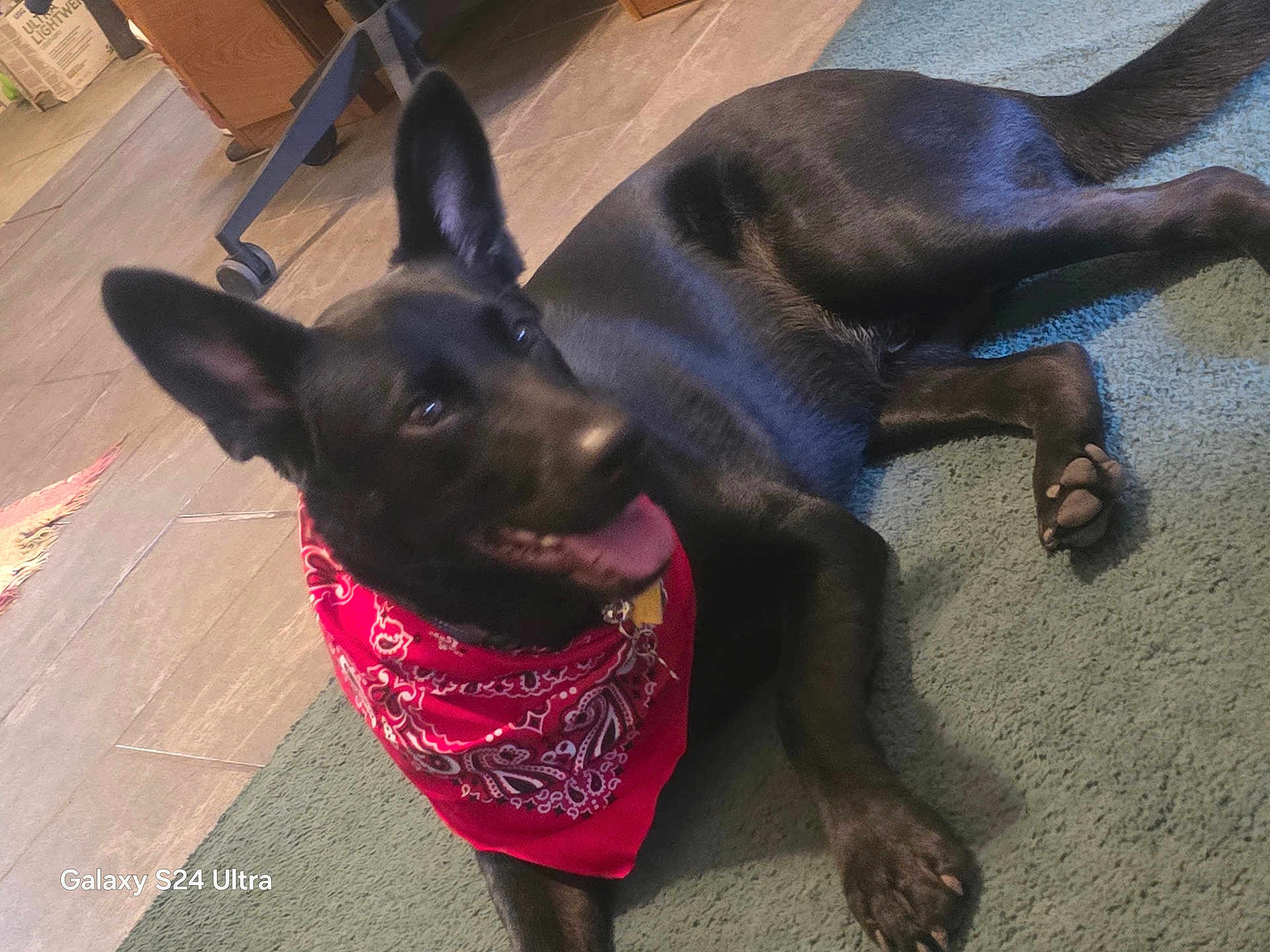 Hhg is registered to the contest to win money with this photo: dog, black_dog, bandana, red_bandana, pet, indoor, carpet, floor, tile_floor, animal, canine, paw, ears, tongue, relaxed, happy, home, furniture, resting, cute
