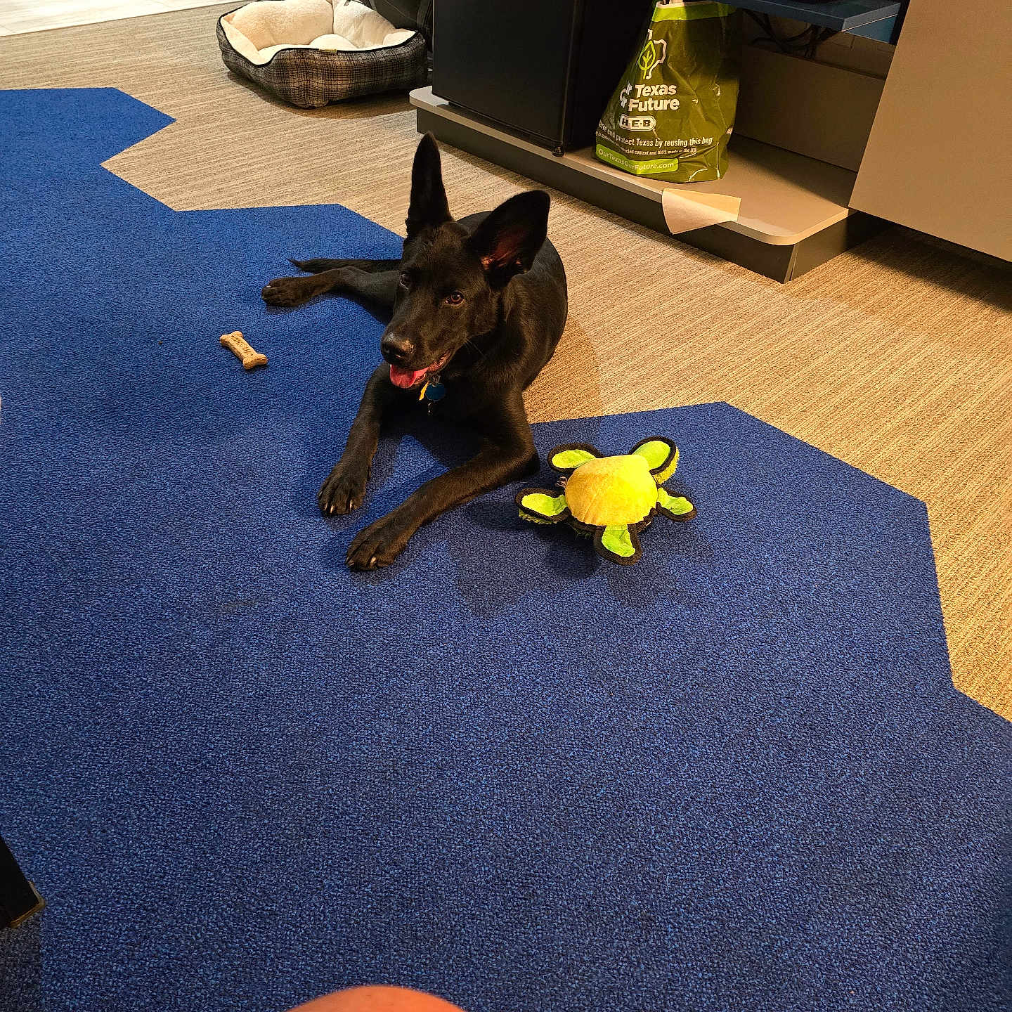 Hhg is registered to the contest to win money with this photo: animal, black_dog, blue_carpet, bone, carpet, dog, domestic, ears, floor, indoor, kitchen, microwave, pet, pet_bed, plastic_bag, playful, refrigerator, resting, tongue_out, toy