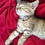 animal, blanket, cat, cozy, cute, domestic, feline, fur, indoors, kitten, pet, red, relaxed, resting, sleeping, small, soft, tabby, whiskers, young