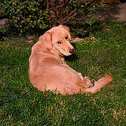 Koda is registered to the contest to win money with this photo: animal, backyard, bushes, canine, companion, daylight, dog, friendly, fur, garden, golden_retriever, grass, greenery, looking_back, lying_down, mammal, nature, outdoor, pet, relaxed