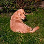 animal, backyard, bushes, canine, companion, daylight, dog, friendly, fur, garden, golden_retriever, grass, greenery, looking_back, lying_down, mammal, nature, outdoor, pet, relaxed
