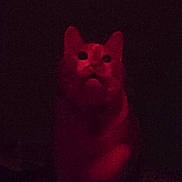 Mushroom joined the competition — help win amazing prizes! cat, red_light, dark, low_light, animal, pet, feline, mysterious, grainy, indoor, shadow, cute, whiskers, ears, eyes, sitting, portrait, night, furry, alone