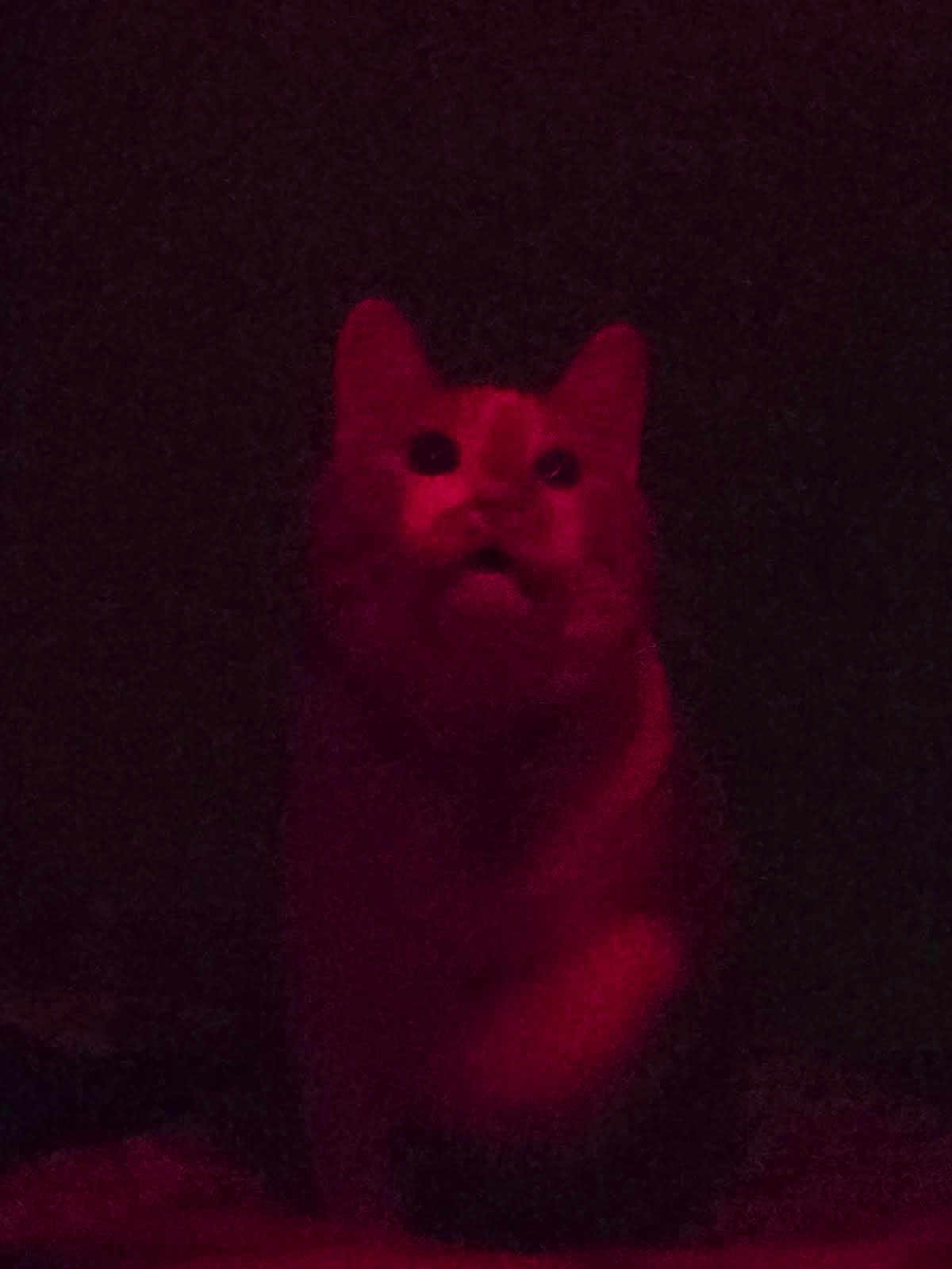 Mushroom joined the competition — help win amazing prizes! cat, red_light, dark, low_light, animal, pet, feline, mysterious, grainy, indoor, shadow, cute, whiskers, ears, eyes, sitting, portrait, night, furry, alone