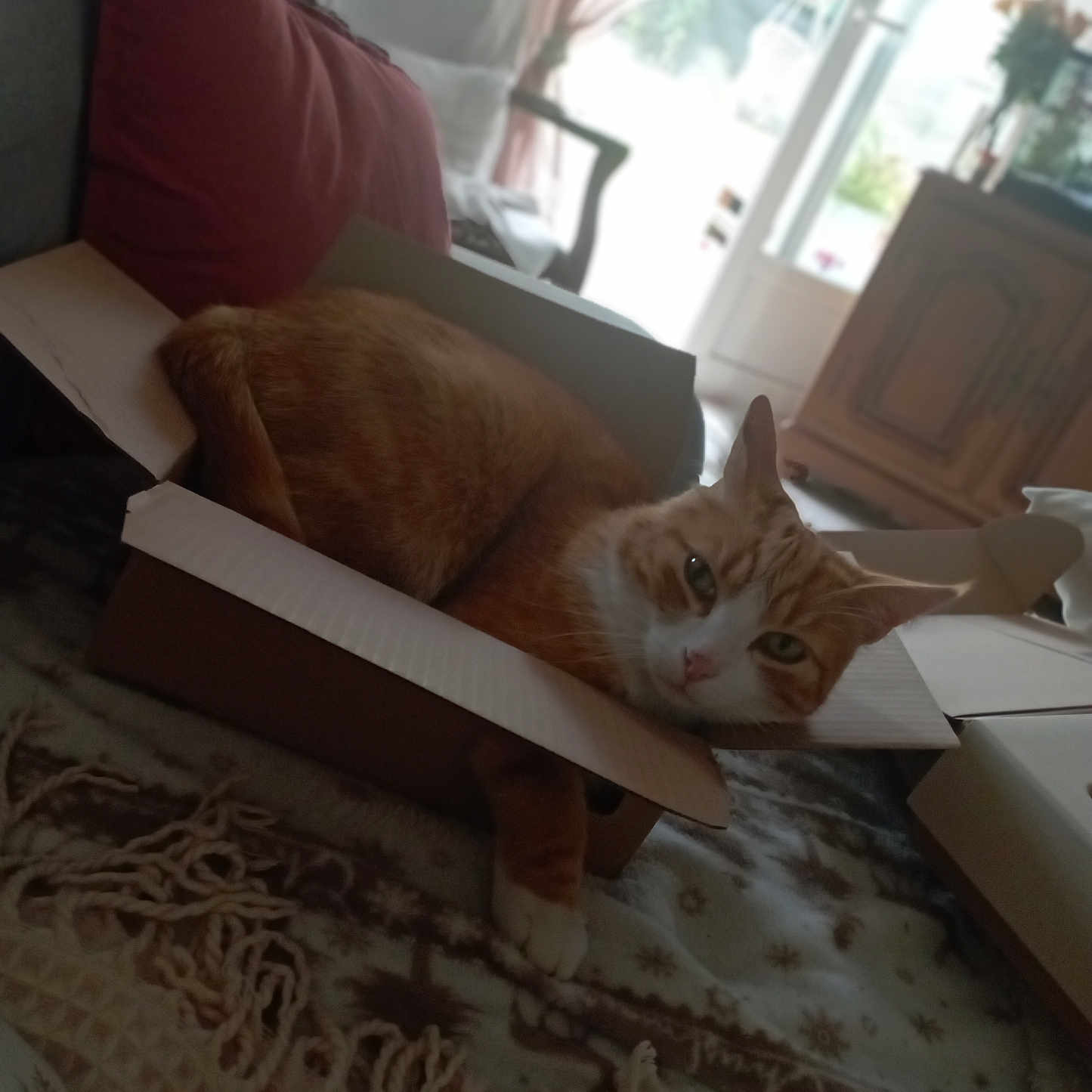 Aurelie Verstraete participe au concours pour gagner de l'argent avec cette photo : abyssinian, animal, architecture, box, building, cat, chair, computer, couch, cushion, electronics, furniture, homedecor, indoors, laptop, livingroom, pc, pet, room, wood