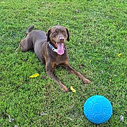 Cora joined the competition — help win amazing prizes! animal, blue_ball, canine, cheerful, collar, dog, fun, grass, greenery, happy, laying_down, nature, outdoor, park, pet, playing, summer, sunlight, tongue_out, toy