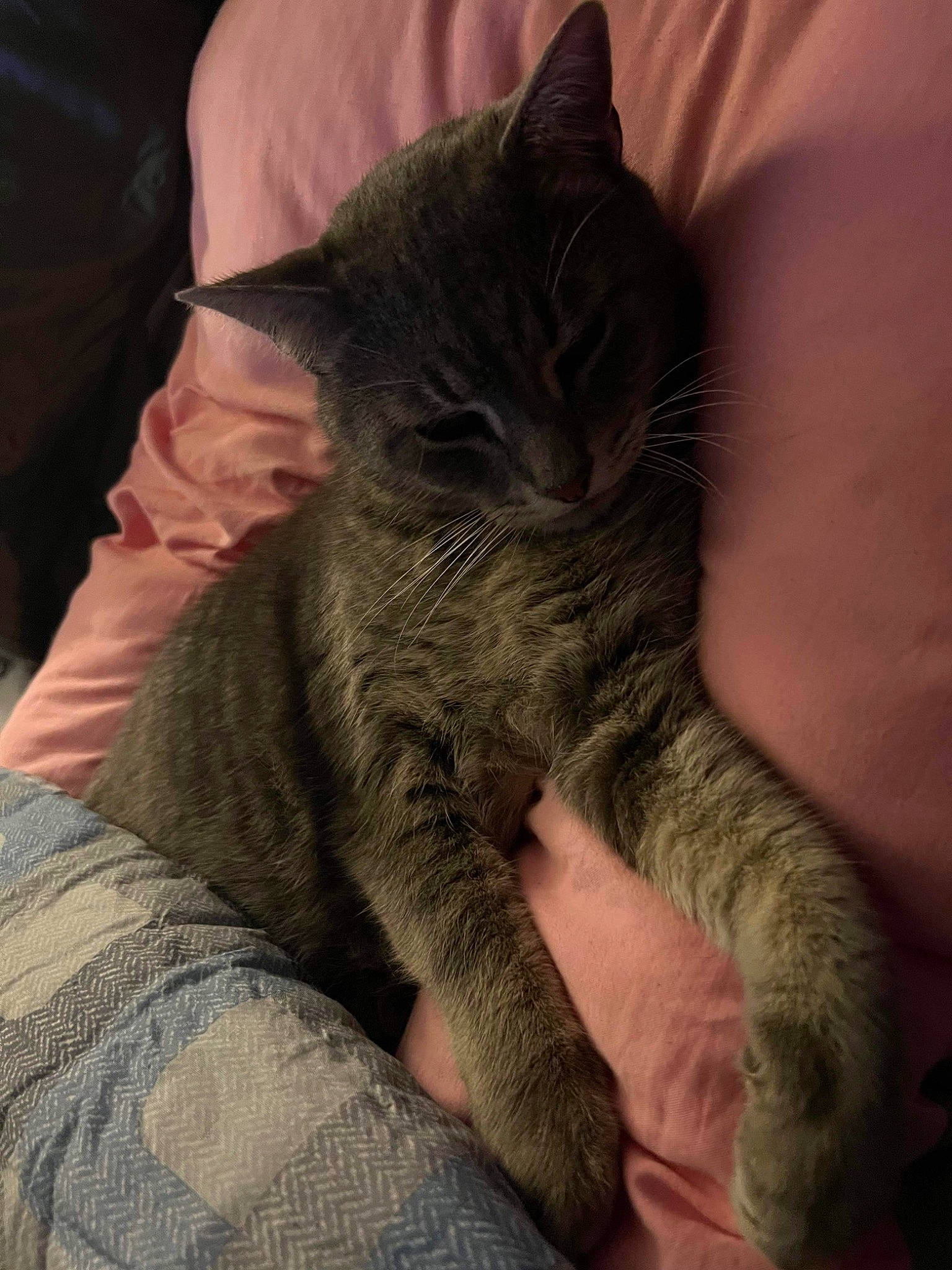 Perch is registered to the contest to win money with this photo: carnivore, cat, claw, comfort, domestic_short_haired_cat, felidae, finger, fur, gesture, grey, human_leg, lap, nail, nap, paw, sleep, small_to_medium_sized_cats, snout, tail, whiskers