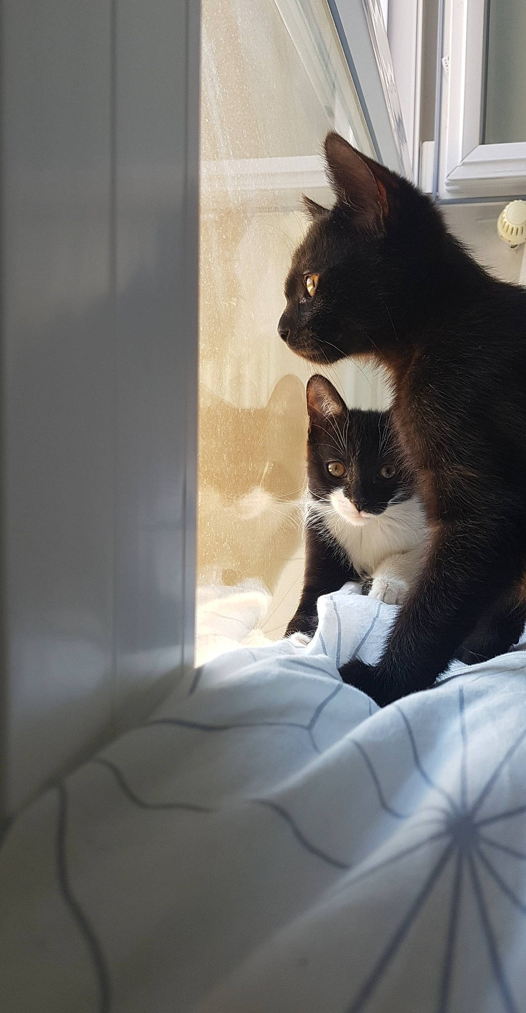 Baloo participe au concours pour gagner de l'argent avec cette photo : black_cat, carnivore, cat, comfort, domestic_short_haired_cat, felidae, fur, grey, human_leg, linens, monochrome, monochrome_photography, sitting, small_to_medium_sized_cats, snout, tail, textile, tints_and_shades, whiskers, window