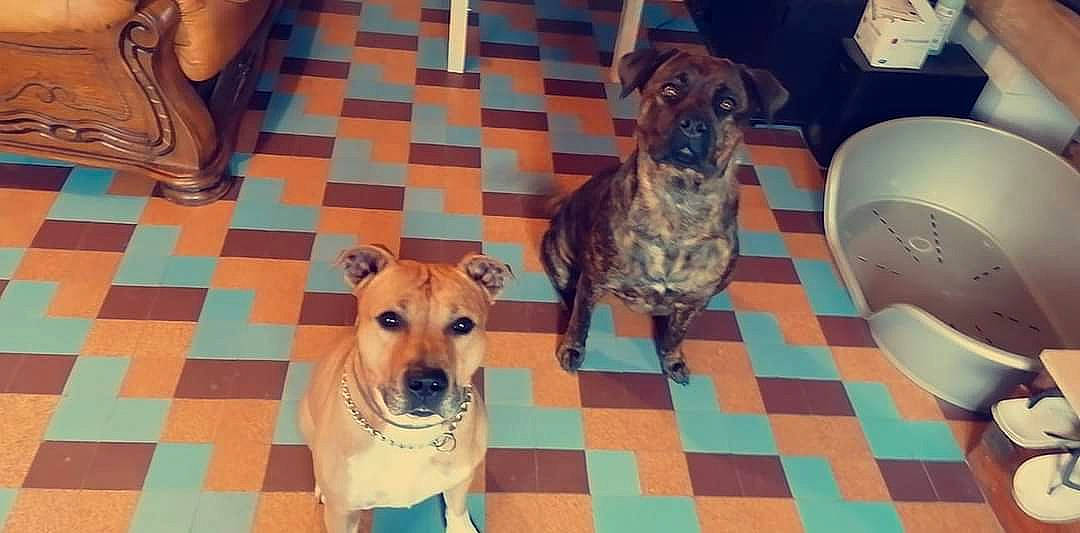 Tyson Et Lanna a rejoint le concours — aidez-le/la à gagner de superbes lots ! canidae, carnivore, ceramic, collar, companion_dog, dog, dog_breed, dog_supply, fawn, floor, flooring, liver, mat, pet_supply, snout, sporting_group, tile, whiskers, working_animal, working_dog