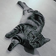 Abit participe au concours pour gagner de l'argent avec cette photo : cat, tabby, pet, animal, floor, indoor, lying_down, curious, whiskers, ears, eyes, fur, mammal, domestic, resting, close_up, monochrome, black_and_white, striped, cute