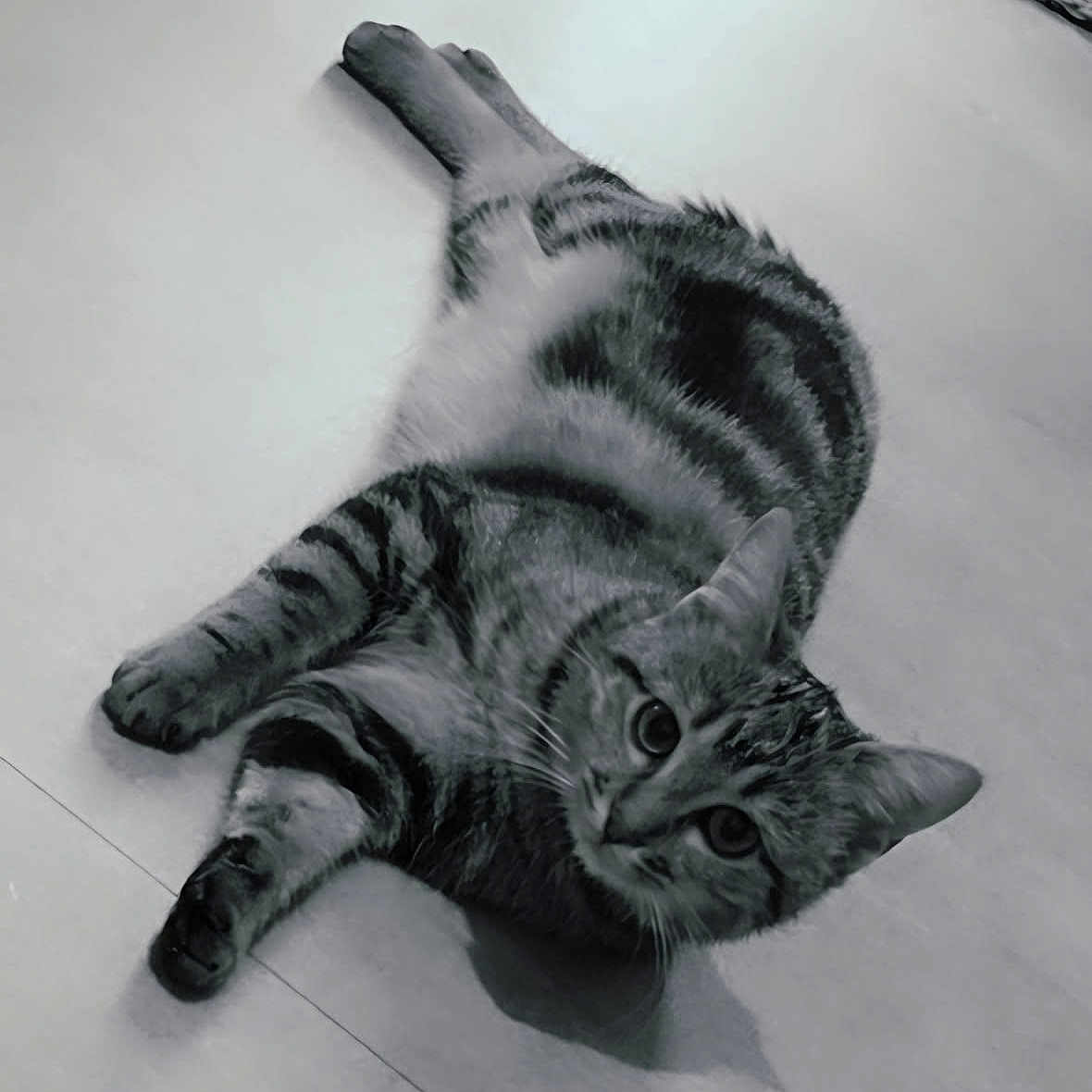 Abit participe au concours pour gagner de l'argent avec cette photo : animal, black_and_white, cat, close_up, curious, cute, domestic, ears, eyes, floor, fur, indoor, lying_down, mammal, monochrome, pet, resting, striped, tabby, whiskers