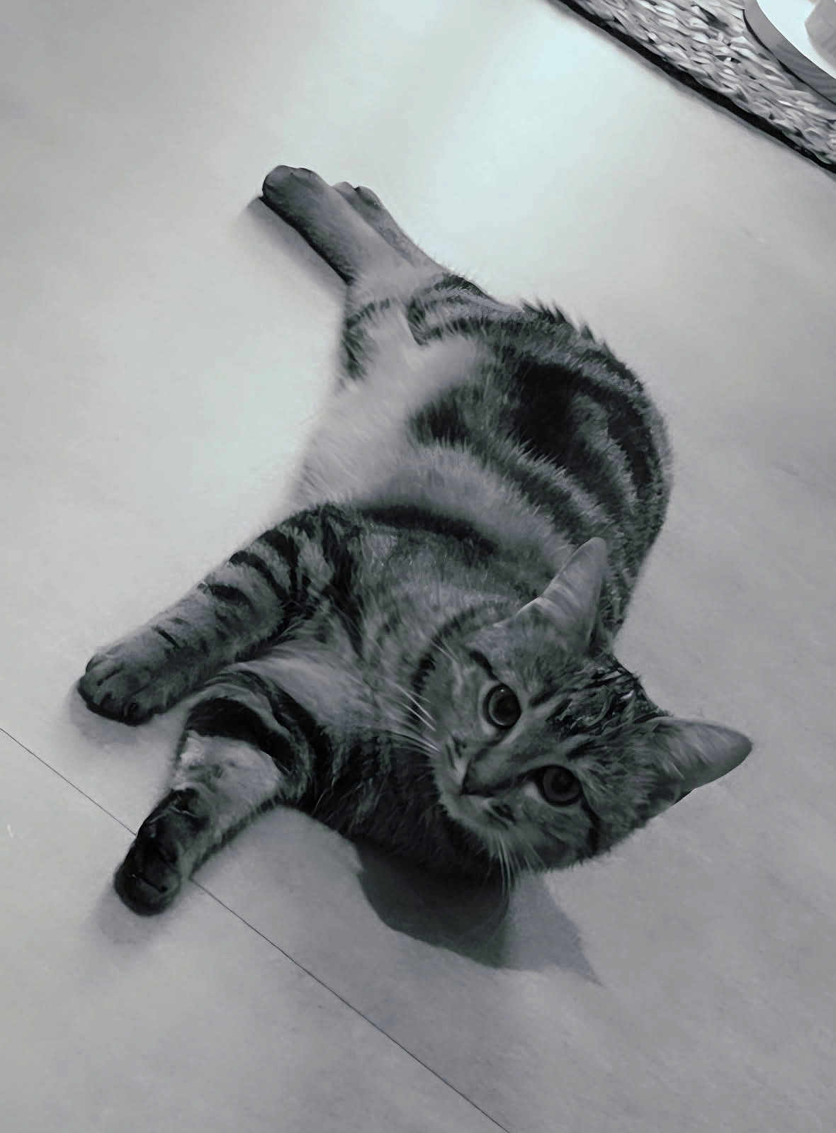 Abit participe au concours pour gagner de l'argent avec cette photo : cat, tabby, pet, animal, floor, indoor, lying_down, curious, whiskers, ears, eyes, fur, mammal, domestic, resting, close_up, monochrome, black_and_white, striped, cute