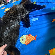 Rose is registered to the contest to win money with this photo: animal, bed, bedspread, black_cat, blue_bedspread, cat, colorful, comfort, cozy, feline, fish_pattern, fur, hand, indoor, pattern, pet, relaxing, resting, soft, stretching