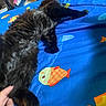 animal, bed, bedspread, black_cat, blue_bedspread, cat, colorful, comfort, cozy, feline, fish_pattern, fur, hand, indoor, pattern, pet, relaxing, resting, soft, stretching